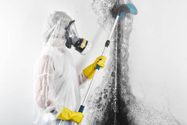 Best Dehumidification Services  in Finderne, NJ