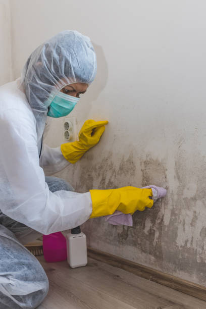 Best Comprehensive Air Testing for Mold Contaminants  in Finderne, NJ